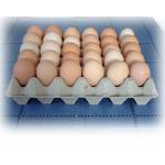Tray of medium eggs