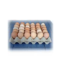Tray of medium eggs