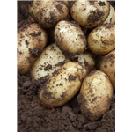 Tern Hill New Potatoes