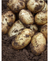 Tern Hill New Potatoes