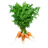 Baby Carrots