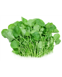Watercress Bunch