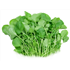 Watercress Bunch