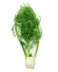 Fennel
