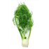 Fennel