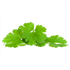 Fresh Coriander (50g)