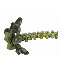 Brussels Sprout Stalk