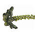 Brussels Sprout Stalk