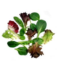 Baby Leaf Salad (125g)