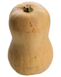 Butternut Squash