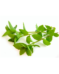 Fresh Mint (50g)