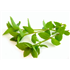 Fresh Mint (50g)