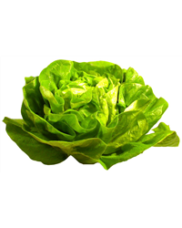 Crispy/flat Lettuce