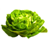 Crispy/flat Lettuce