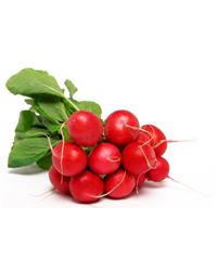 Radish