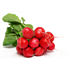 Radish