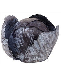 Red Cabbage