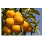 Seville Marmalade Oranges