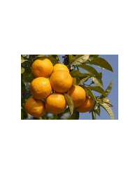 Seville Marmalade Oranges