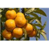 Seville Marmalade Oranges
