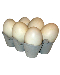 Duck Eggs - box of 6