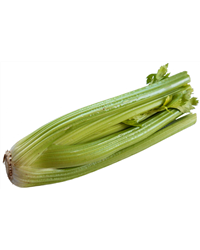 Celery