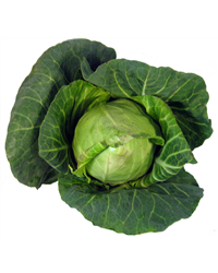Hispi Cabbage
