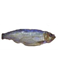 Bings Heath Smokery Smoked Kippers - 2 Whole