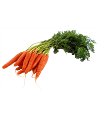 Bunched Carrots