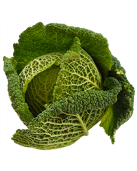 Savoy Cabbage