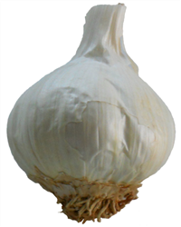Garlic Farm Garlic Bulb