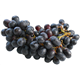 Grapes
