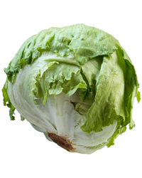 Iceberg Lettuce