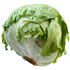 Iceberg Lettuce