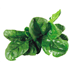 Baby Spinach Leaves (250g)