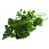 Bunch of Parsley