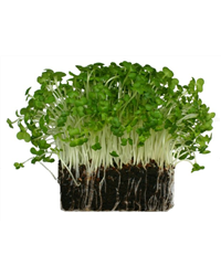 Salad Cress