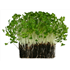 Salad Cress