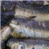 Sardine Fillets Marinated