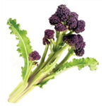 Purple Sprouting Broccoli