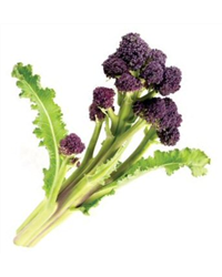 Purple Sprouting Broccoli