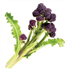 Purple Sprouting Broccoli