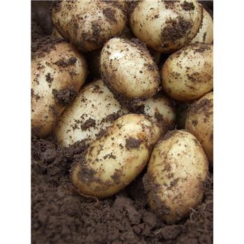 Cornish New Potatoes