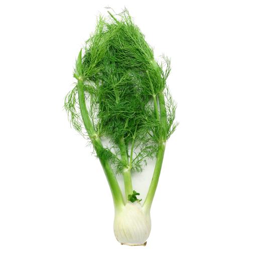 Fennel