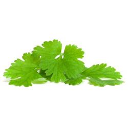 Fresh Coriander (50g)