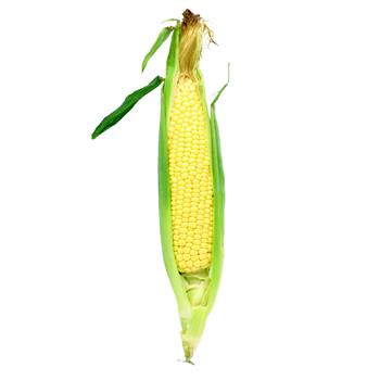 Pack of 2 Corn on the Cob