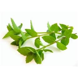 Fresh Mint (50g)