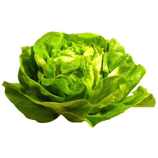 Crispy/flat Lettuce