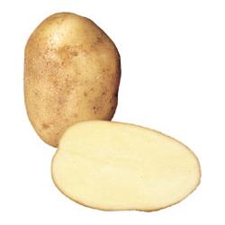 Loose Wilja Potatoes