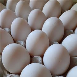 Duck Eggs (6)